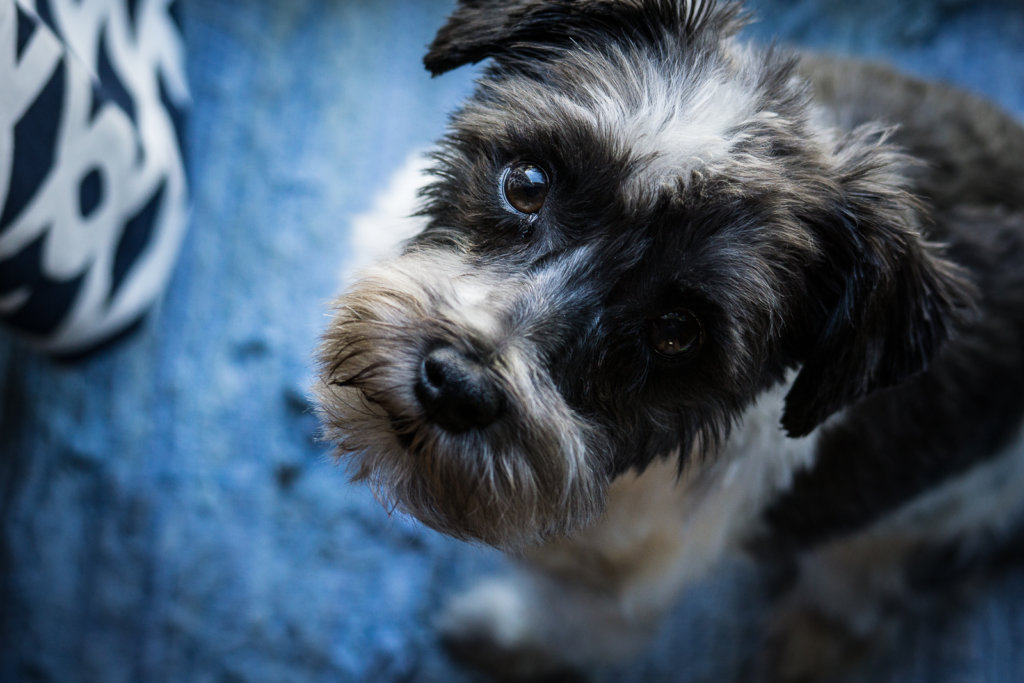Gus, a toy schnauzer, anxious to go outside and play