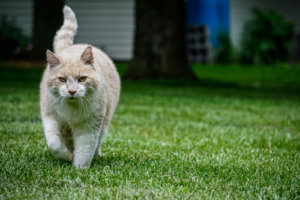 Koko, a buff-colored tabby cat, prowling the backyard in Sabetha, Kansas - May 21, 2016